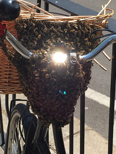 Swarm of bees on bike in Fulham