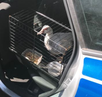 Duck rescued by police in Fulham