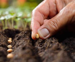 Planting seeds in the garden