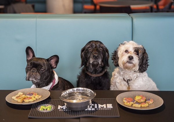 Dogs Welcome at Newly Reopened Riverside Studios
