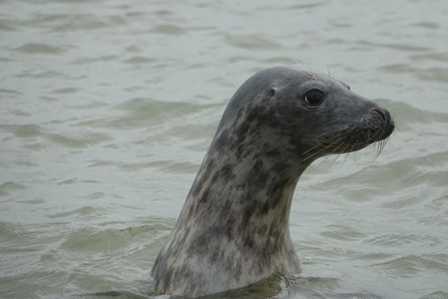 Naturally inquisitve seals believed to be following fish upriver